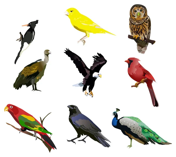 Las aves — Archivo Imágenes Vectoriales