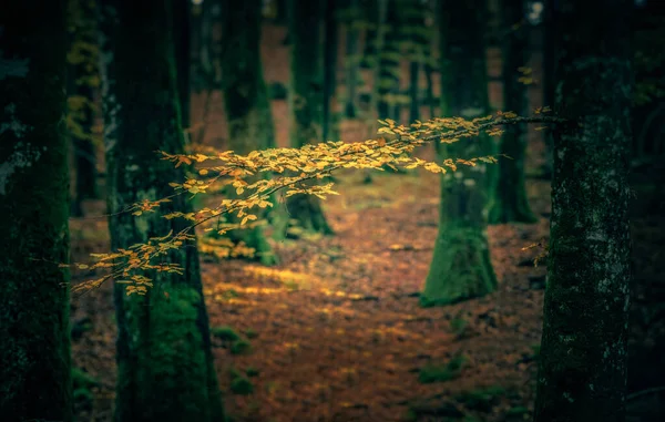 Hornborgasjon 'dan Yalnız Vinç.