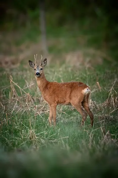 Geyik Alacakaranlıkta bir çayırda duruyor.