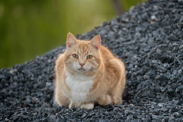 Kedi fotoğrafçıya bakıyor.,