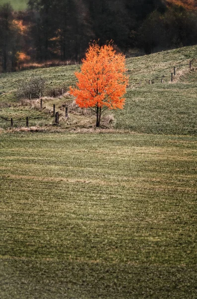 Sonbaharda çayırda yapayalnız yaprak döken ağaç..