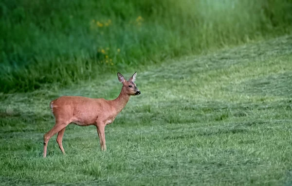 Geyik Alacakaranlıkta bir çayırda duruyor.