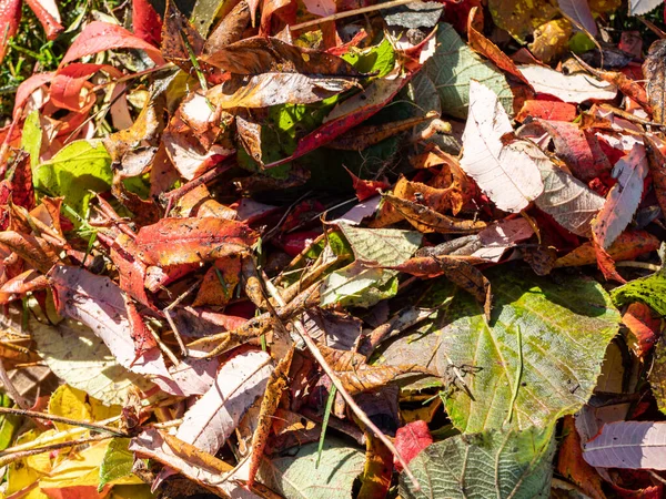 Warna Daun Musim Gugur Latar Belakang Tekstur — Stok Foto