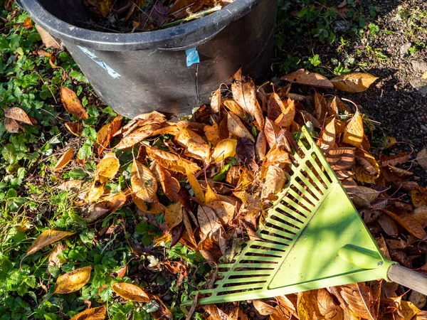 Jardinagem Outono Raking Folhas Com Folhas Caídas — Fotografia de Stock