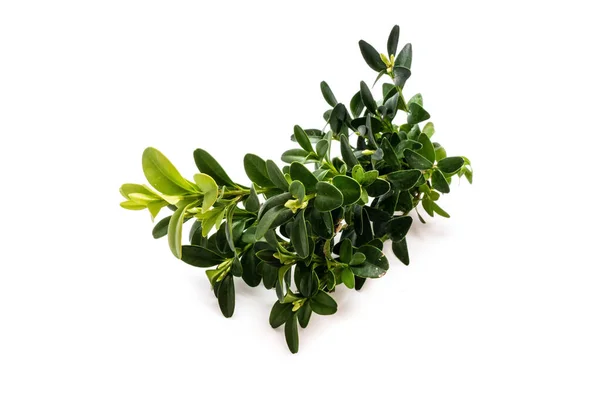 Boxwood Isolerad Vit Bakgrund — Stockfoto