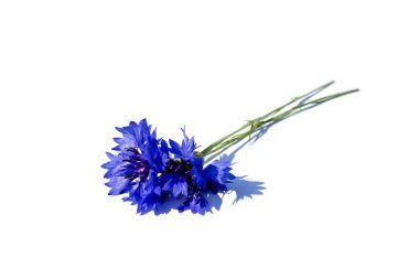 Cornflower isolated on white background clipart