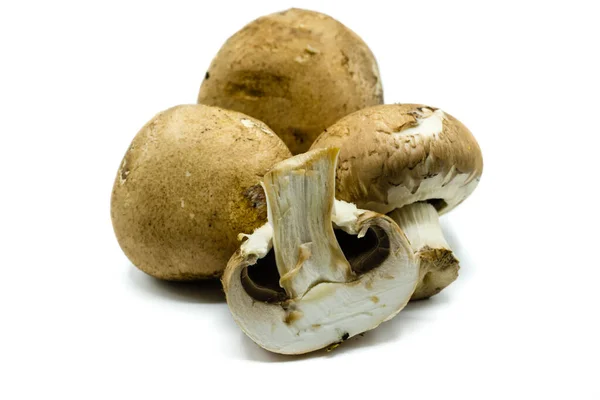 Cogumelos Castanhos Isolados Sobre Fundo Branco — Fotografia de Stock