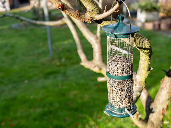 Fågelfrön Trädet Trädgården Vintern — Stockfoto