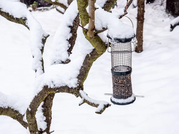 Vogelzaad Een Boom Winter — Stockfoto