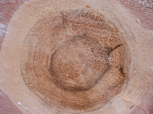 Δεντρικά Δαχτυλίδια Από Ένα Φρεσκοκομμένο Δέντρο — Φωτογραφία Αρχείου