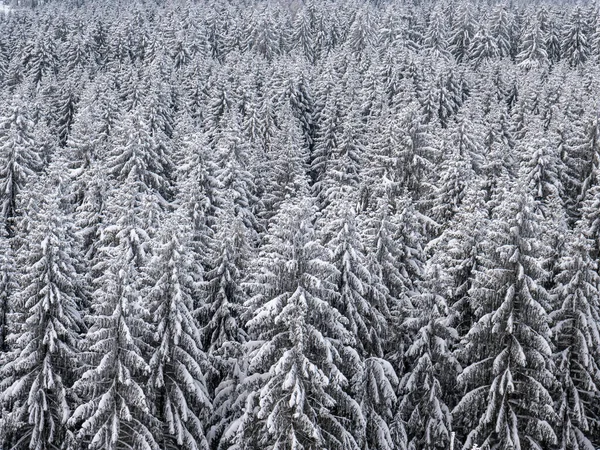 フォガットランドにある雪に覆われたモミの木の森 — ストック写真