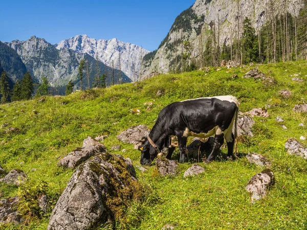 Vaca Los Alpes Berchtesgaden — Foto de Stock