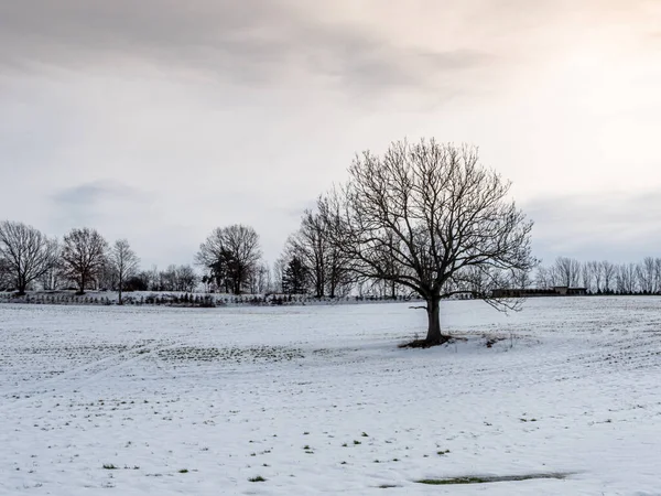 Одинокое Дерево Зимнем Пейзаже Поле — стоковое фото