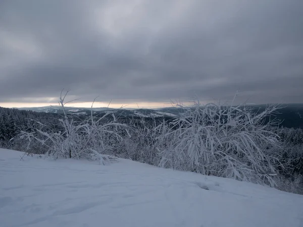 Pflanzen Winterlicher Schneepracht — Stockfoto