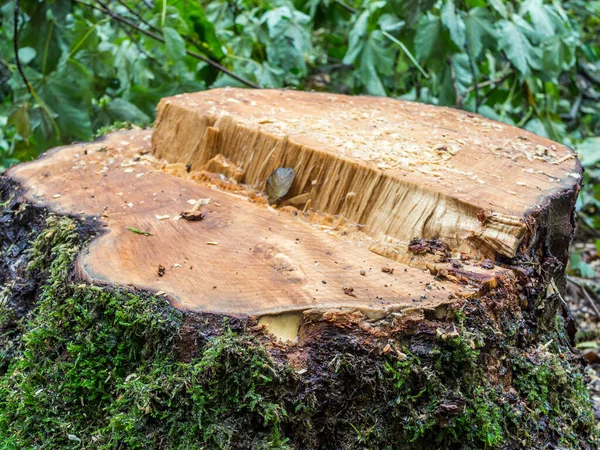 Tronco Árvore Derrubado Madeira — Fotografia de Stock