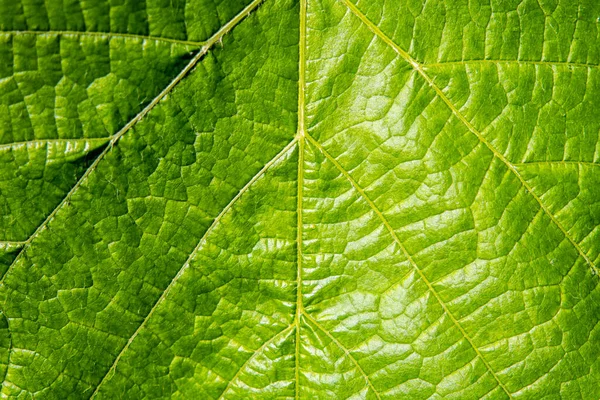 background texture green leaf structure macro photography