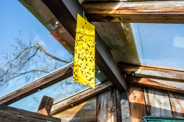 Yellow Insects Trap Greenhouse — Stock Photo, Image