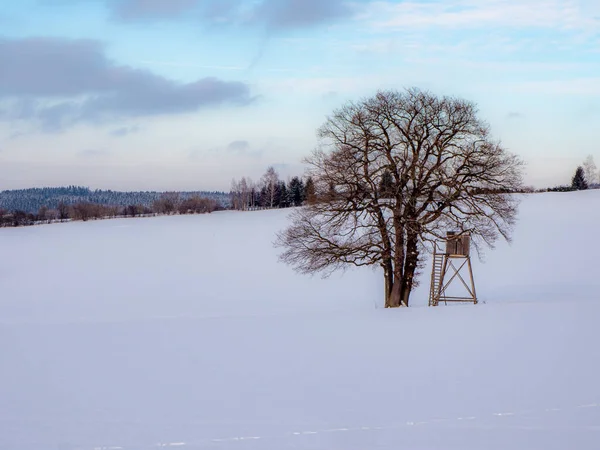 Lonely Tree Standing Tall Winter Landscape — Stock Photo, Image