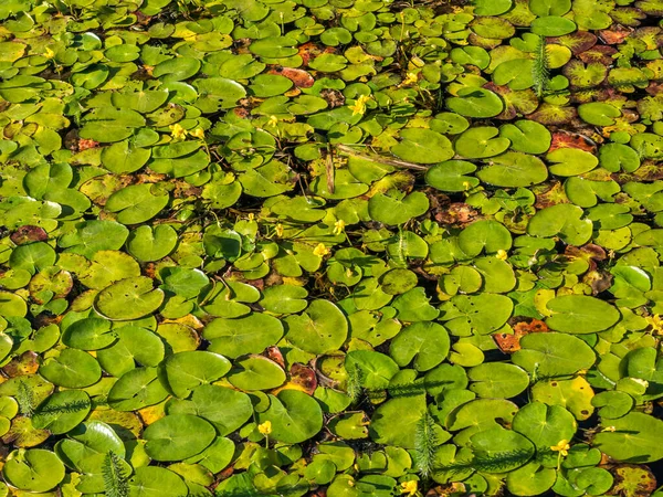 植物園の睡蓮の質感 — ストック写真