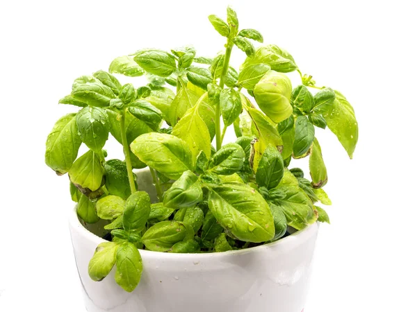 Basil Pot Isolated White Background — Stock Photo, Image