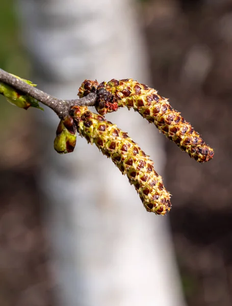 Betula Pendula Flowering Spring — Stock Photo, Image