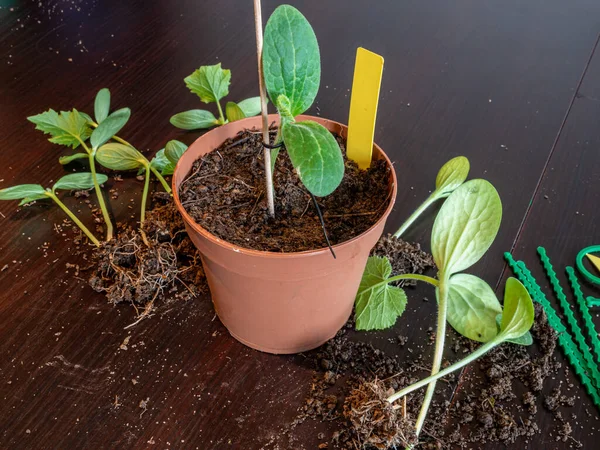 Repotting Tanaman Muda Untuk Kebun — Stok Foto