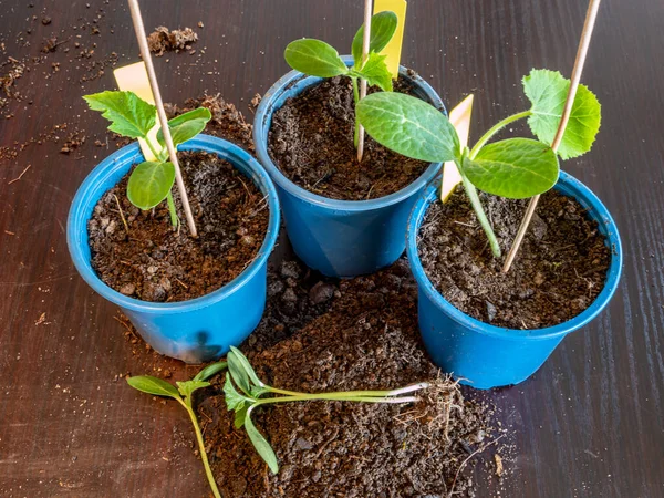 Criar Plantas Jóvenes Primavera — Foto de Stock