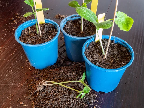 Plantas Jóvenes Después Pinchar — Foto de Stock