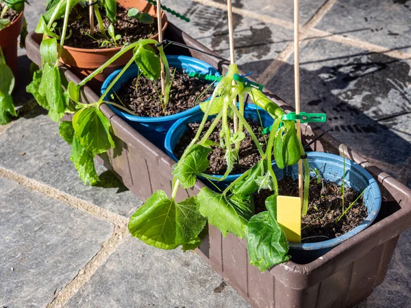 Plantas Pepino Murieron Congeladas Durante Noche — Foto de Stock