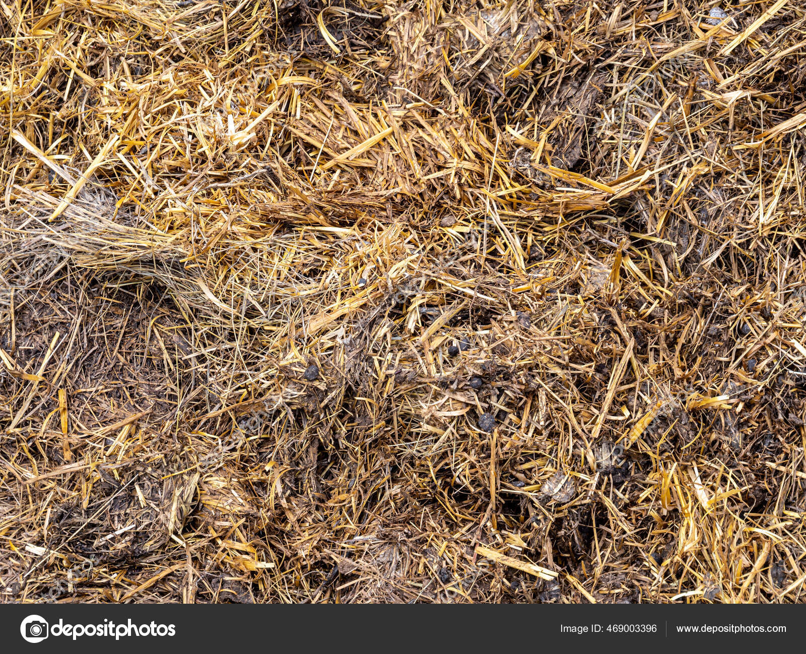 Textura Estiércol Caballo Una Granja: fotografía de stock © Animaflora
