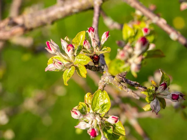 Beautiful Apple Tree Blossom Garden — Stock Photo, Image