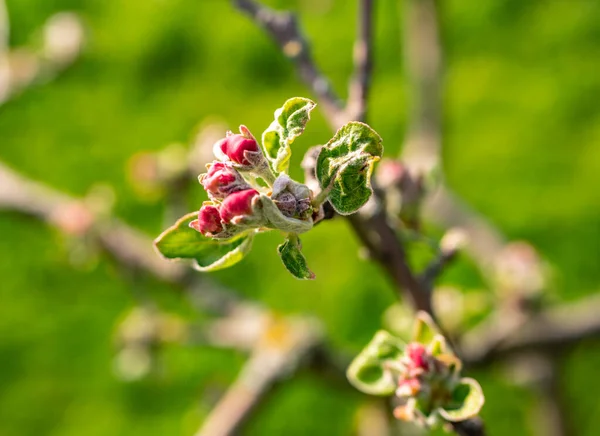 Appelboom Bloesem Bloeit Roze Het Voorjaar — Stockfoto