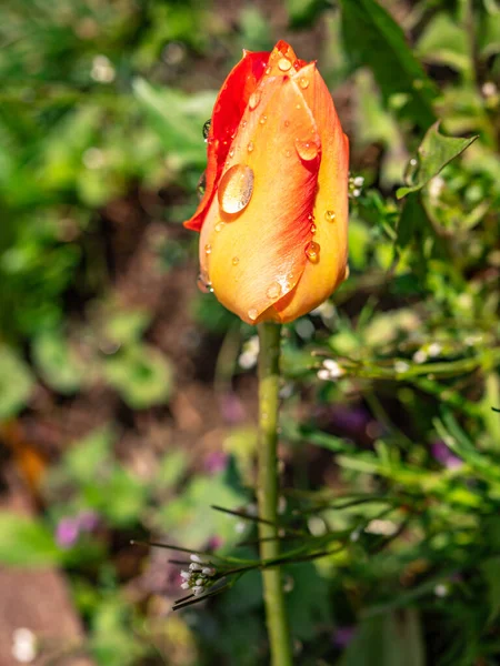 Tulipa Jardim Com Gotas Chuva — Fotografia de Stock