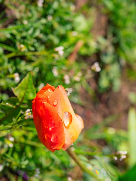 Tulipa Com Gotas Água Primavera — Fotografia de Stock