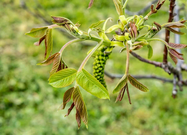 Leaves Fruits Walnut Tree — Stock Photo, Image