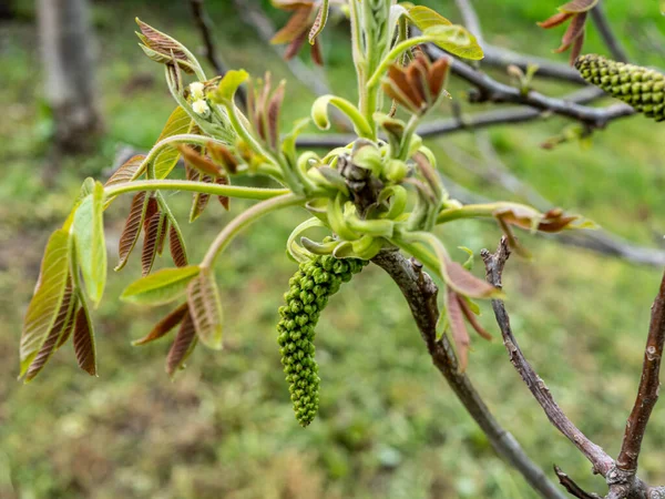 Fruit Walnut Tree Spring — Stock Photo, Image