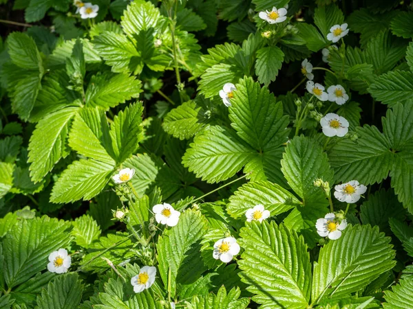 Plant Wild Strawberry Flowers — Stock Photo, Image