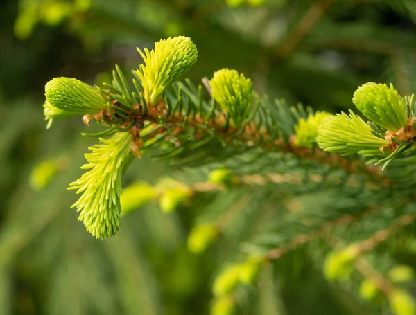 Germogli Freschi Una Conifera — Foto Stock