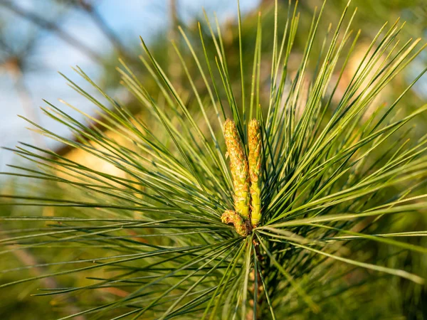 Pine Bears Fruit Spring — Φωτογραφία Αρχείου