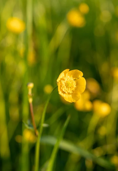 Borboletas Agudas Florescem Prado Primavera — Fotografia de Stock