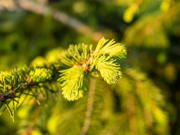 Germogli Freschi Abete Primavera — Foto Stock