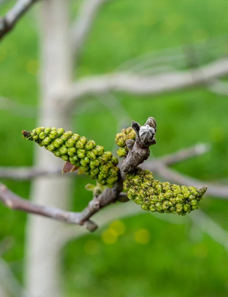 Fruit Walnut Tree Spring — Stock Photo, Image