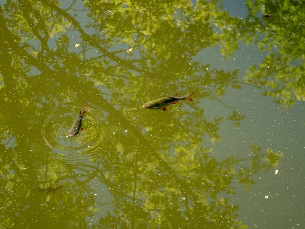 庭の池で魚が泳ぐ — ストック写真