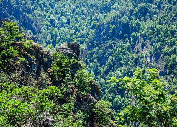 Felsen Mit Wald Nationalpark Harz — Stockfoto