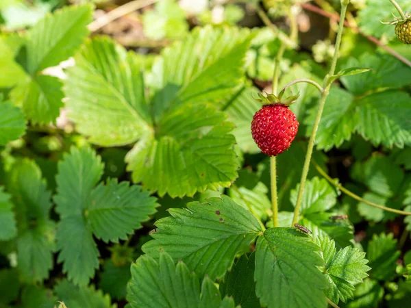 Fresa Silvestre Verano Con Fruta — Foto de Stock