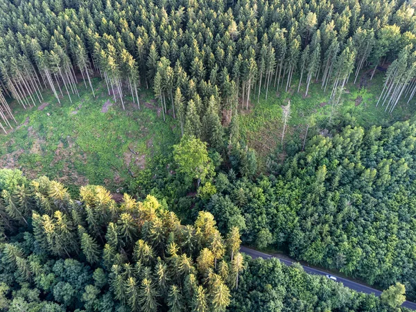 Diminuição Das Florestas Devido Alterações Climáticas Alemanha — Fotografia de Stock