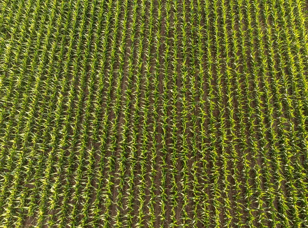 一片玉米地的空中景观 — 图库照片