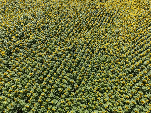 夏のひまわり畑の空中風景 — ストック写真
