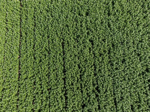 Top View Potato Field — 图库照片