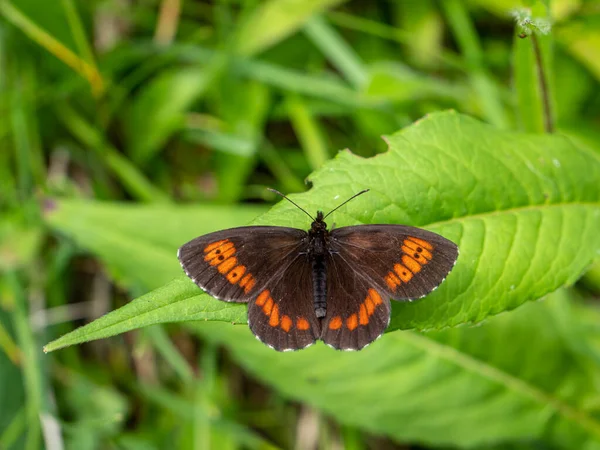 Borboleta Erebia Uma Folha — Fotografia de Stock